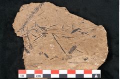 Foto (Detailansicht) von Sequoia hardtii Endl. (NHMW-GEO-2024-0188-8254)